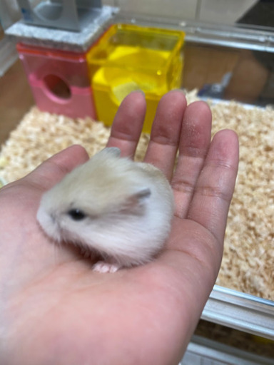 ジャンガリアンハムスター 赤ちゃん ちぴ 豊橋のその他の里親募集 ジモティー