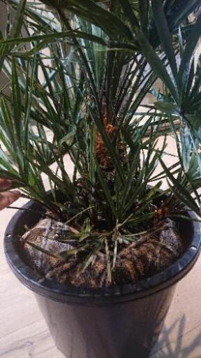 チャメロップス、セリフェラフミリス、シルバーブルー