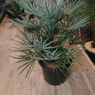 チャメロプス フミリス セリフェラ シルバーブルー チャメロップス・フミリス セリフェラ (Chamaerops humilis var