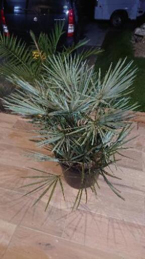 チャメロップス、セリフェラフミリス、シルバーブルー