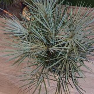 チャメロプスフミリスセリフェラ シルバーブルー