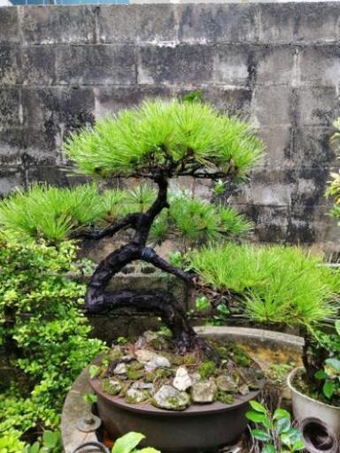 盆栽、Bonsai