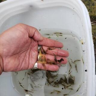 中古モエビが無料 格安で買える ジモティー