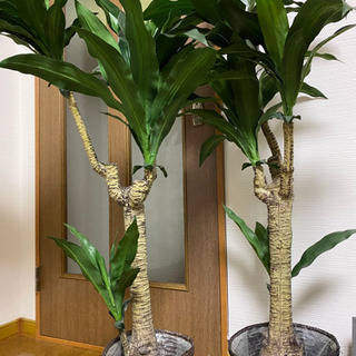 観葉植物(1個2000円、2個で3500円)