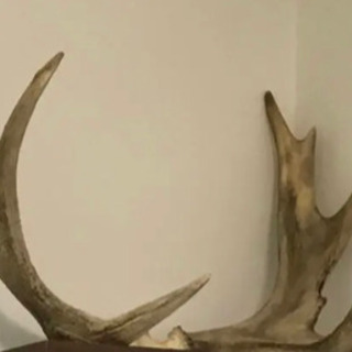 超激レア‼︎】ヘラジカの角 北米産 アメリカ大型ムース鹿角 国内流通激