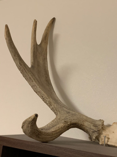 激レア‼︎】ヘラジカの角 北米産 アメリカ大型ムースの鹿角