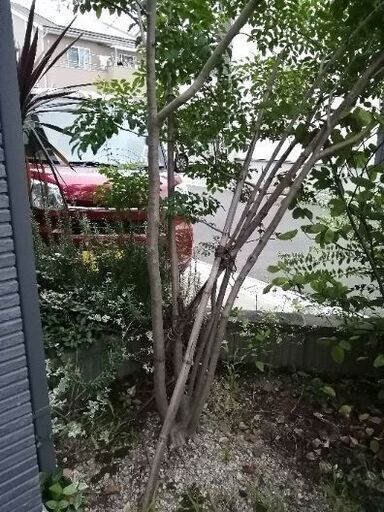 庭の植栽をお譲りします 3本 庭木 ガーデニング ぴか 丹羽のその他の中古あげます 譲ります ジモティーで不用品の処分