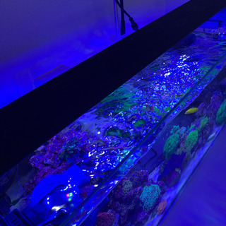 海水水槽に！保証期間内　グラッシーウィング　