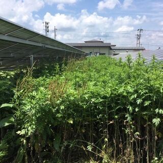 太陽光発電所限定　除草のことならお任せ下さい！