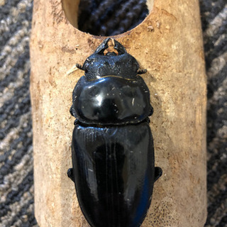 オオクワガタ久留米大型血統♀単