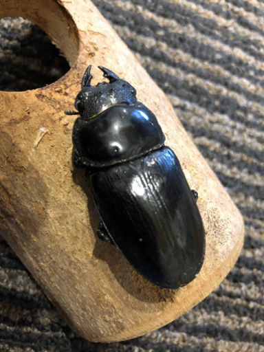 オオクワガタ久留米大型血統♀単