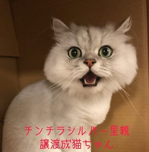 ペルシャチンチラシルバー男のコ去勢済み本文をよくご覧下さいませ アゴはネコ アゴはネコ 代々木 代々木の猫の里親募集 ジモティー ペルシャチンチラシルバー男のコ去勢済み本文をよくご覧下さいませ アゴはネコ アゴはネコ 代々木 代々木の猫の里親募集 ジモティー