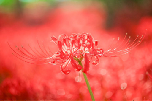 彼岸花の撮影に付き合ってくれるカメラ好きの女性募集 おだもな 桜上水のその他のメンバー募集 無料掲載の掲示板 ジモティー