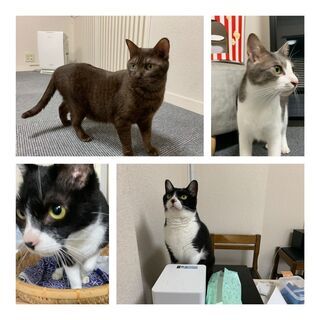 猫カフェ 広告の無料掲載 ジモティー 猫カフェ 広告の無料掲載 ジモティー