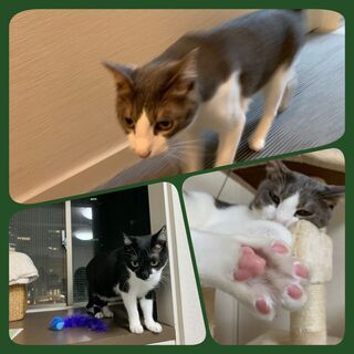 【10／1西新宿でリニューアルオープン】西新宿移転♪唯一の譲渡型保護猫カフェです。 − 東京都