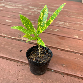 クロトン 観葉植物 植物苗 ❹