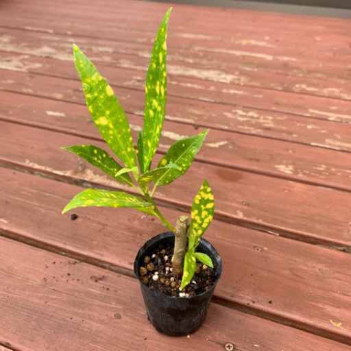 クロトン 観葉植物 植物苗 みんみん 三ツ境の生活雑貨の中古あげます 譲ります ジモティーで不用品の処分