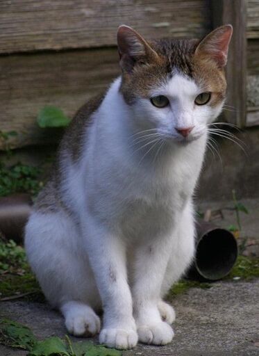 ピンクの鼻の優しい性格のオス猫です ネコチチ 高知の猫の里親募集 ジモティー ピンクの鼻の優しい性格のオス猫です ネコチチ 高知の猫の里親募集 ジモティー