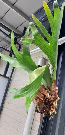 お値下げ！コウモリラン　アルシコルネ
