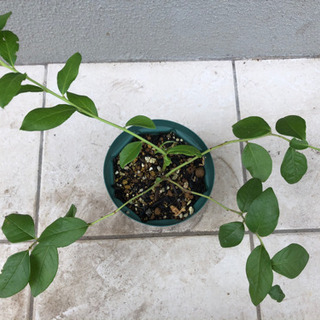 ブルーベリー苗オニールを 400で売ります Kenken 浦和美園の家庭用品 ガーデニング の中古あげます 譲ります ジモティーで不用品の処分