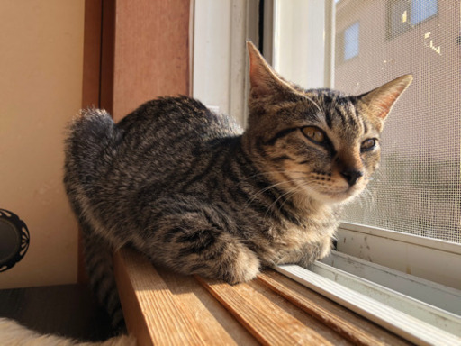 キジ猫のお嬢さん、お風呂も好きですよ！ (かれんの父さん) 御着の猫の 