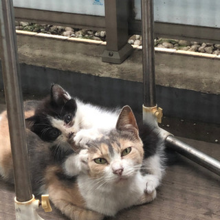 三毛猫ママと1〜2ヶ月の子猫三匹