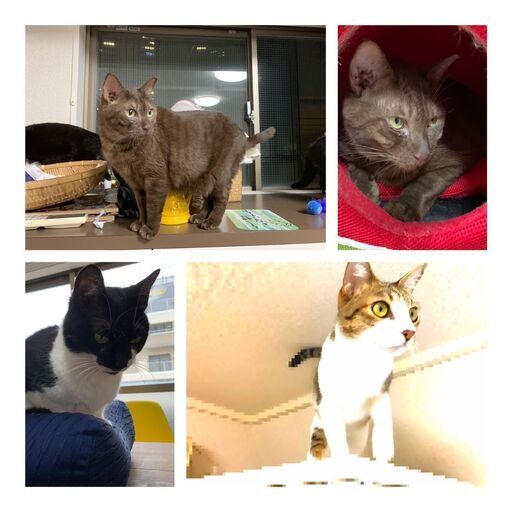 西新宿移転で唯一の譲渡型保護猫カフェです いやし亭ほご猫茶屋 新宿のカフェの無料広告 無料掲載の掲示板 ジモティー