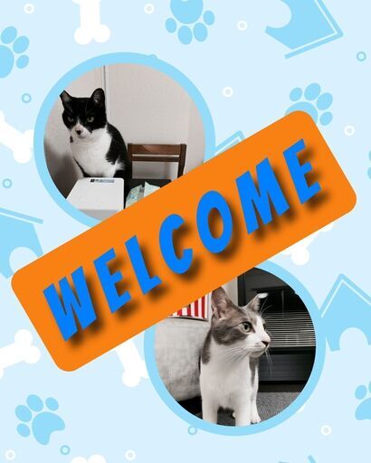 西新宿移転で唯一の譲渡型保護猫カフェです いやし亭ほご猫茶屋 新宿のカフェの無料広告 無料掲載の掲示板 ジモティー