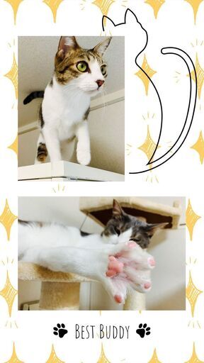 西新宿移転で唯一の譲渡型保護猫カフェです いやし亭ほご猫茶屋 新宿のカフェの無料広告 無料掲載の掲示板 ジモティー