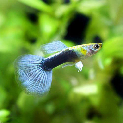 タキシードグッピー若魚8匹 フー アクアリウム 四谷三丁目のその他の中古あげます 譲ります ジモティーで不用品の処分