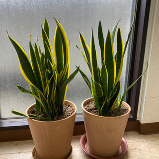 植物　トラノオ　サンスベリア　虎の尾　2鉢