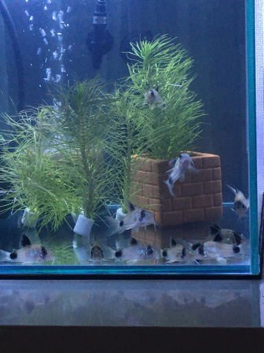 コリドラス パンダ5匹 コリドラス パンダ 西線１４条のその他の中古あげます 譲ります ジモティーで不用品の処分