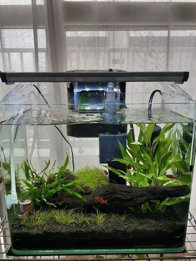 水槽熱帯魚水草まとめ売りお得 たむ 釧路のその他の中古あげます 譲ります ジモティーで不用品の処分