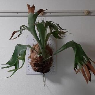 sale早い者勝ち！！コウモリラン 特大サイズ アルシコルネ ②