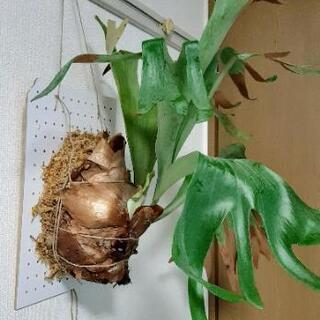 sale早い者勝ち！！コウモリラン　特大サイズ　アルシコルネ ② sale早い者勝ち！！コウモリラン 特大サイズ アルシコルネ ②