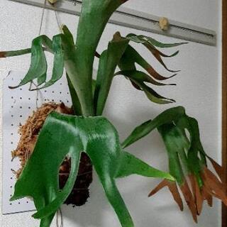 新井謹也 孚鮮 作 帯留め　呉須　椿 新井謹也 孚鮮 作 帯留め 呉須 椿