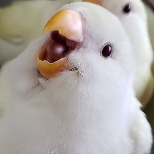 コザクラインコジャンボセキセイインコ 牛乳kozakuli 西都のその他のペットの無料広告 無料掲載の掲示板 ジモティー