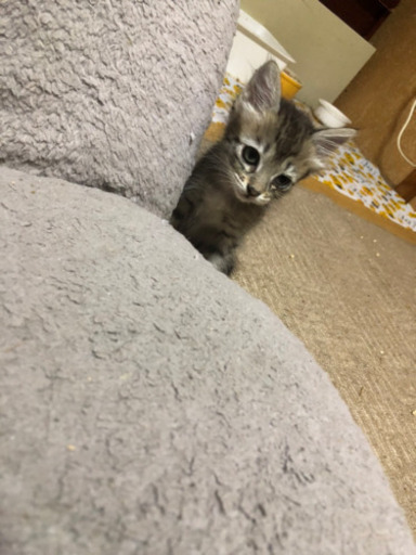 生後2ヶ月子猫 4匹 3ヶ月子猫1匹 プー 坂出の猫の里親募集 ジモティー 生後2ヶ月子猫 4匹 3ヶ月子猫1匹 プー 坂出の猫の里親募集 ジモティー