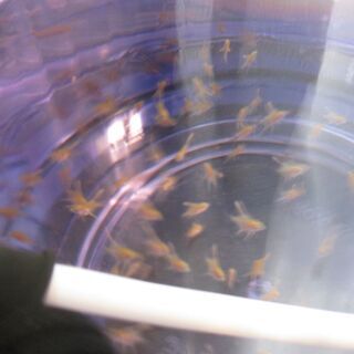 熱帯魚ゴールデンエンジェルフィッシュ　幼魚3匹（孵化から約一か月）