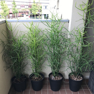 観葉植物 大型ミルクブッシュ 4鉢セット