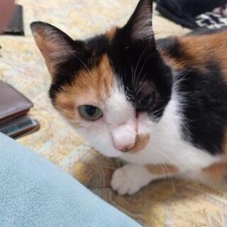 埼玉県の猫の里親募集 ジモティー