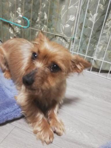 ミニチュアダックスとヨークシャテリアのミックス犬です わさびちゃん 渋川のその他の里親募集 ジモティー