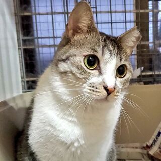 埼玉県の猫の里親募集 ジモティー