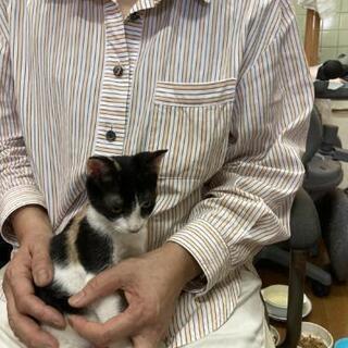 2.5ヶ月の三毛猫です − 鹿児島県