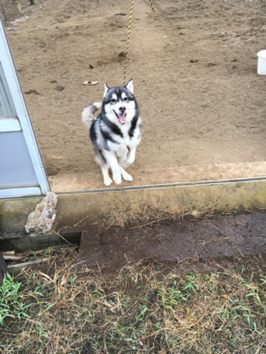 シベリアンハスキー オス みんみん 平塚の犬の里親募集 ジモティー