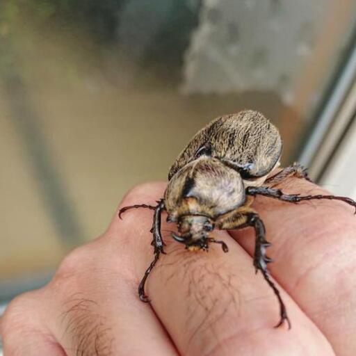 【取引中】ボグディヒメゾウカブトペア\n