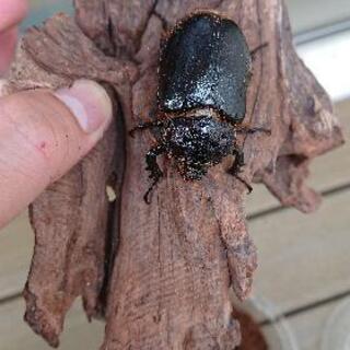 取引中】ボグディヒメゾウカブトペア