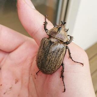 取引中】ボグディヒメゾウカブトペア
