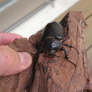 【取引中】ボグディヒメゾウカブトペア 取引中】ボグディヒメゾウカブトペア