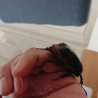 取引中】ボグディヒメゾウカブトペア